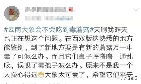 “会吃到毒蘑菇吗”1亿网友操碎了心！大象：管好你自己