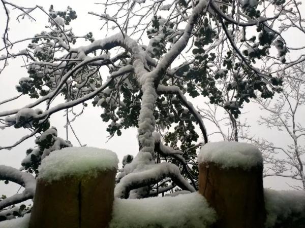 下雪啦！四川多地开启降雪模式