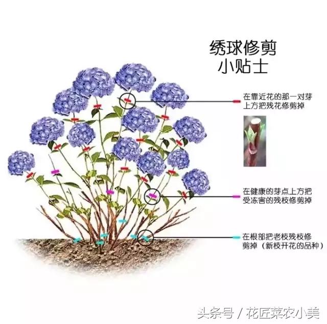 绣球花的全面养护知识（种植，调蓝，修剪，扦插，一般问题）