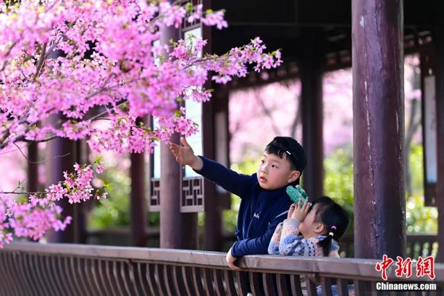 东西问丨孟晖：中华文化中的赏花传统有何美学内涵