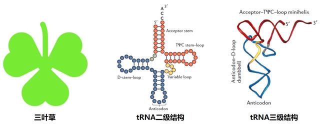 原来生物体内的tRNA的种类这般多样