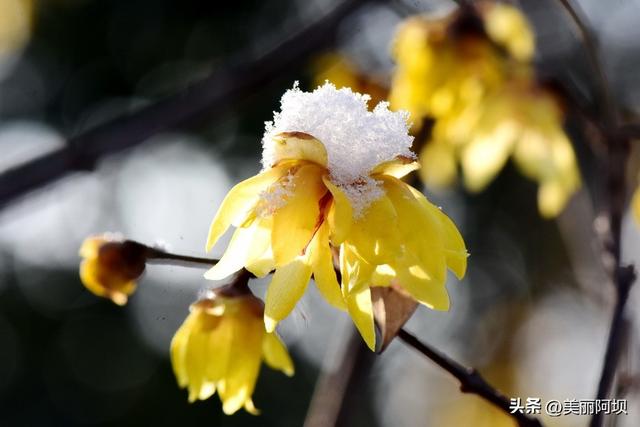 【雪原】清霜明月小梅枝