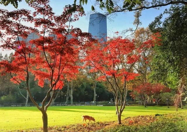 以色识“冬”！长宁“季节限定美景”靓丽上线~