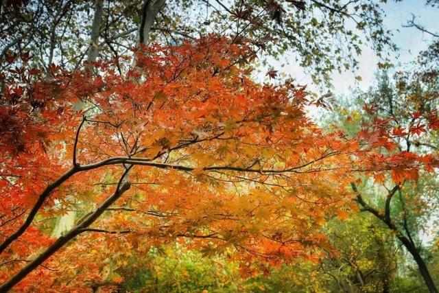 以色识“冬”！长宁“季节限定美景”靓丽上线~