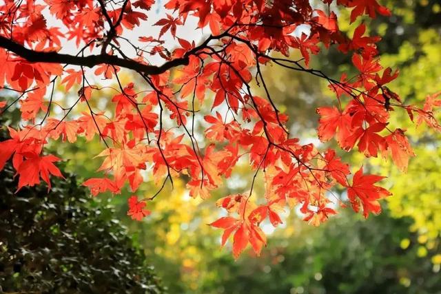 以色识“冬”！长宁“季节限定美景”靓丽上线~