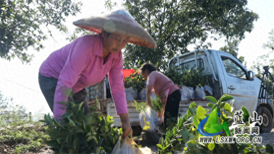 蓝山：油茶种苗俏 茶农起苗忙