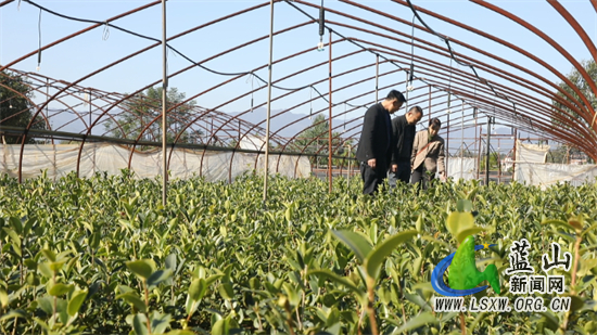 蓝山：油茶种苗俏 茶农起苗忙