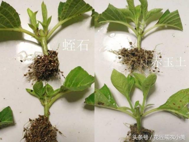 绣球花的全面养护知识（种植，调蓝，修剪，扦插，一般问题）