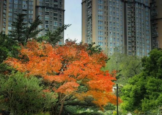 以色识“冬”！长宁“季节限定美景”靓丽上线~