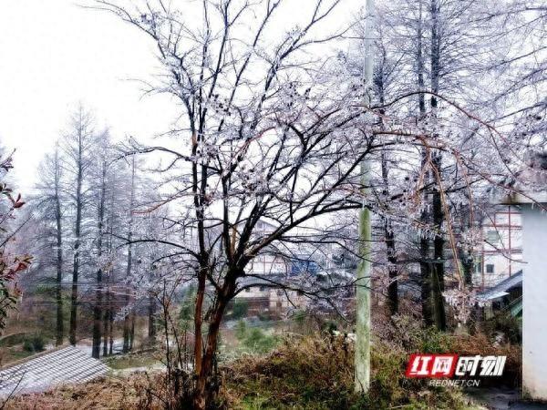 下雪啦！湖南今冬第一场雪，落在了这里