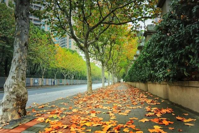 以色识“冬”！长宁“季节限定美景”靓丽上线~