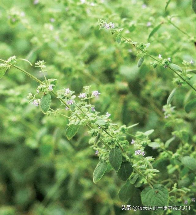 药材名称—山香