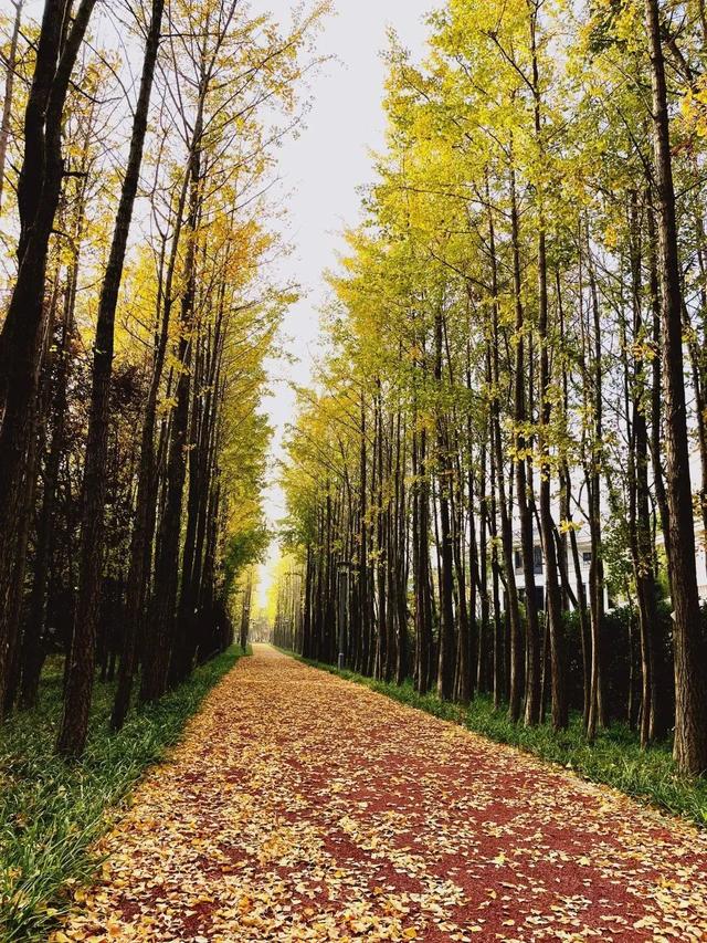 以色识“冬”！长宁“季节限定美景”靓丽上线~