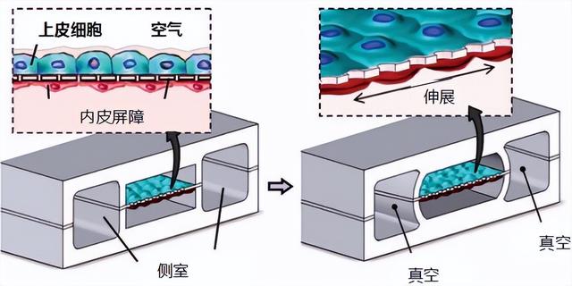 微流控器官芯片发展简介