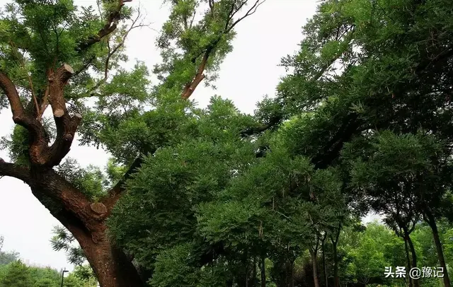 安阳明朝时期的古槐已然很了不起，何况南乐县的唐槐