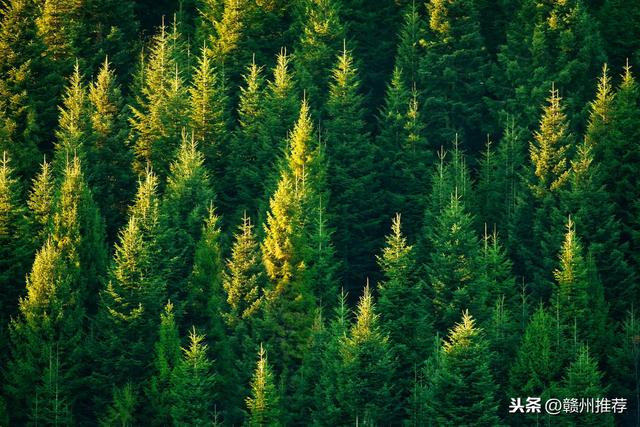 为什么要植树植树能够带来多大的好处，你知道吗