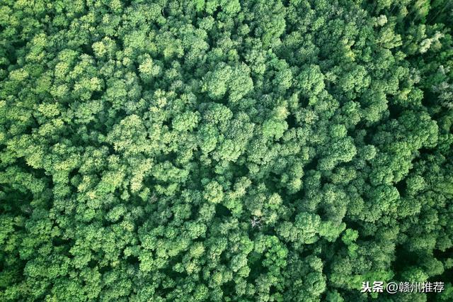 为什么要植树植树能够带来多大的好处，你知道吗