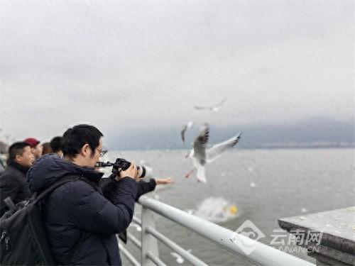 【追踪】海埂大坝“观鸥拥堵”怎么破记者体验免费公交专线 6分钟从地铁站抵达观鸥点