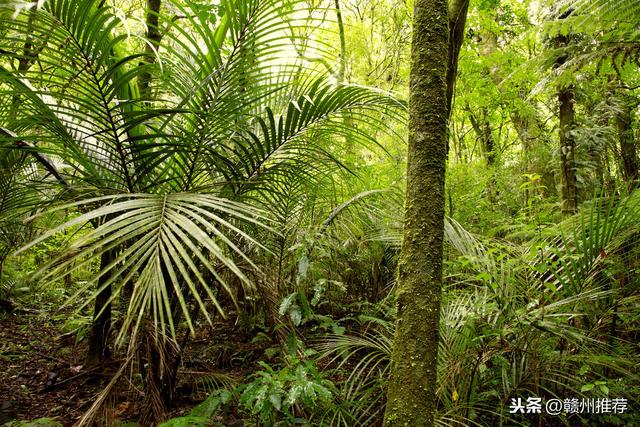 为什么要植树植树能够带来多大的好处，你知道吗