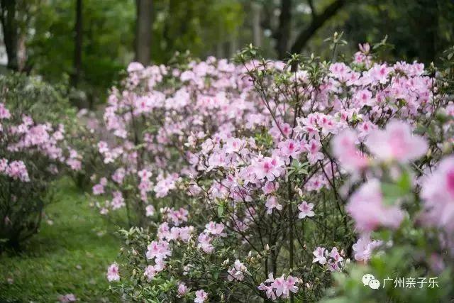 广州花景大片！这些绝佳赏花地，光看图就美翻了~