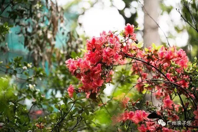 广州花景大片！这些绝佳赏花地，光看图就美翻了~