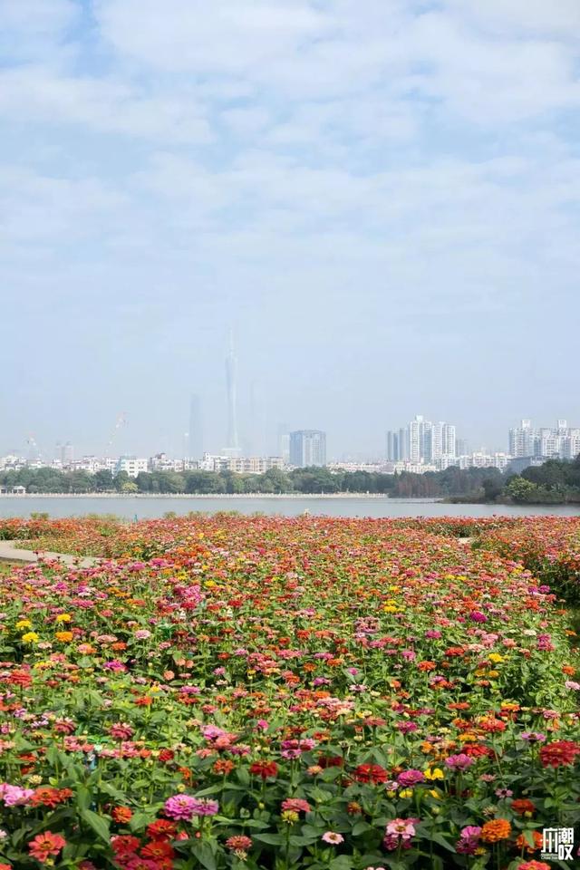 广州花景大片！这些绝佳赏花地，光看图就美翻了~