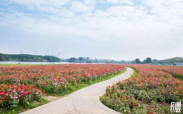 广州花景大片！这些绝佳赏花地，光看图就美翻了~