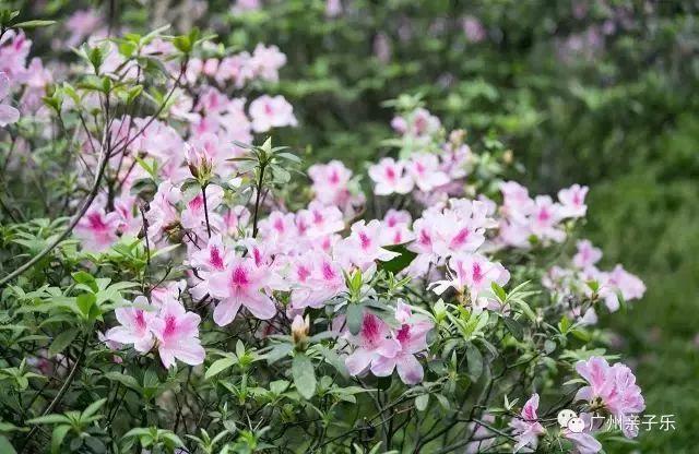 广州花景大片！这些绝佳赏花地，光看图就美翻了~