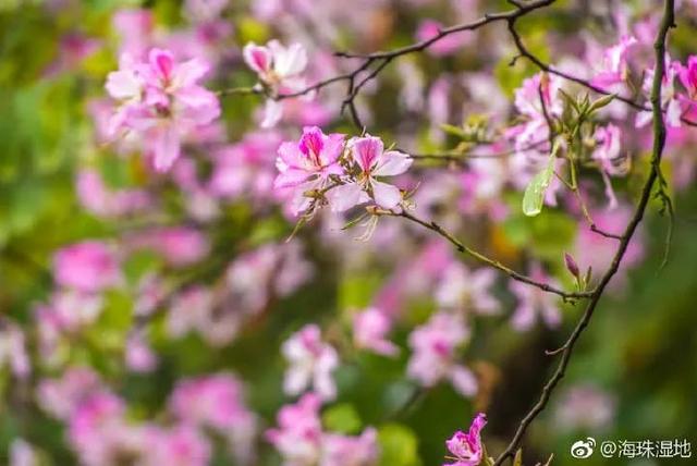 广州花景大片！这些绝佳赏花地，光看图就美翻了~