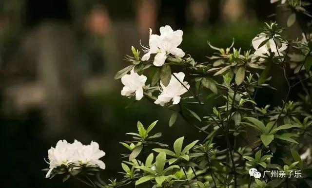 广州花景大片！这些绝佳赏花地，光看图就美翻了~