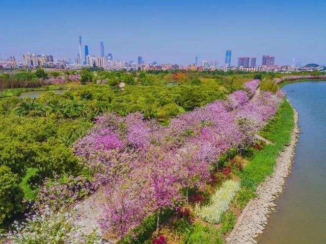 广州花景大片！这些绝佳赏花地，光看图就美翻了~