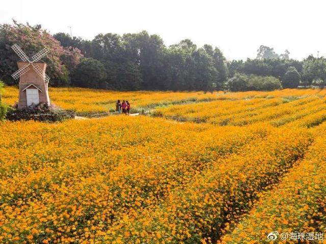 广州花景大片！这些绝佳赏花地，光看图就美翻了~