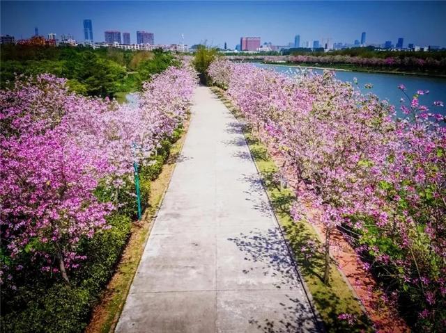 广州花景大片！这些绝佳赏花地，光看图就美翻了~