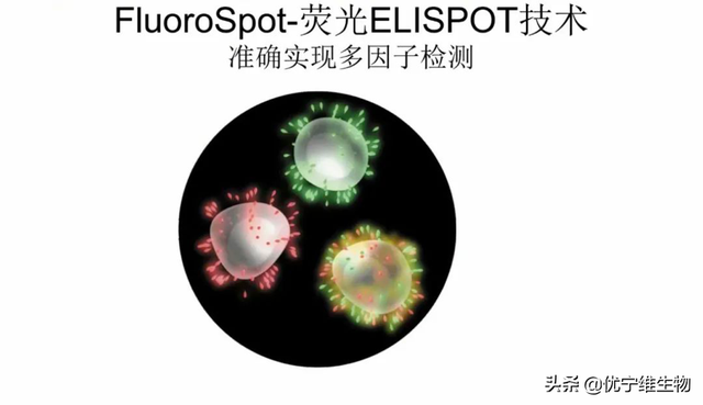 ELISPOT技术｜疫苗免疫效果评价的有效工具