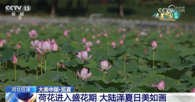 盛夏时节 祖国大江南北风光壮美、生机勃勃