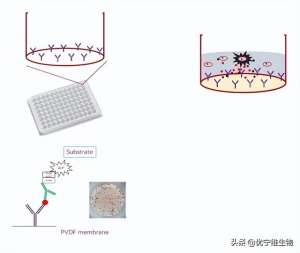 elispot-ELISPOT技术｜疫苗免疫效果评价的有效工具