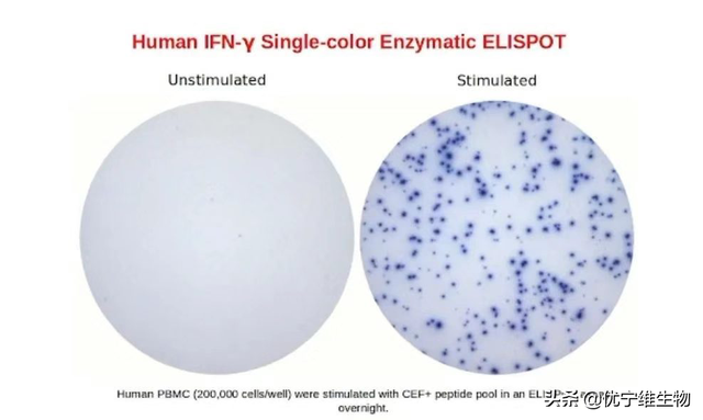 ELISPOT技术｜疫苗免疫效果评价的有效工具