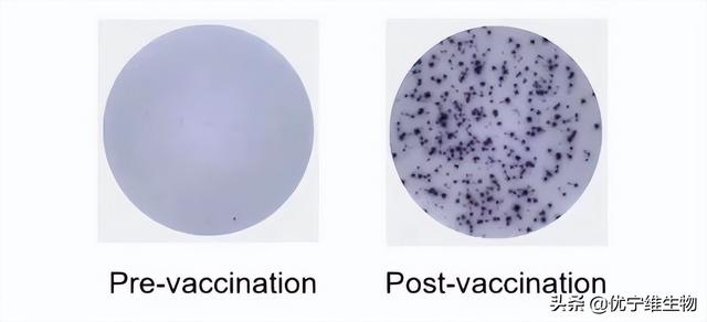 ELISPOT技术｜疫苗免疫效果评价的有效工具
