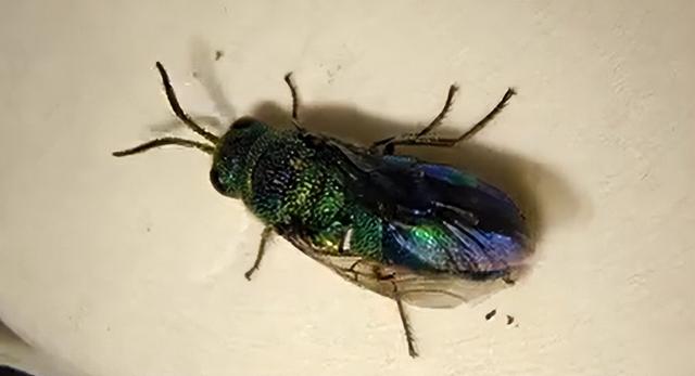 洋辣子终结者，上海青蜂Chrysis(Pentachrysis) shanghaiensis