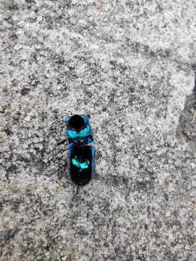 洋辣子终结者，上海青蜂Chrysis(Pentachrysis) shanghaiensis