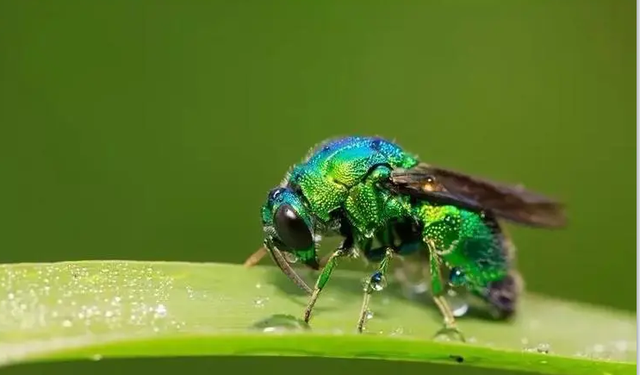 洋辣子终结者，上海青蜂Chrysis(Pentachrysis) shanghaiensis