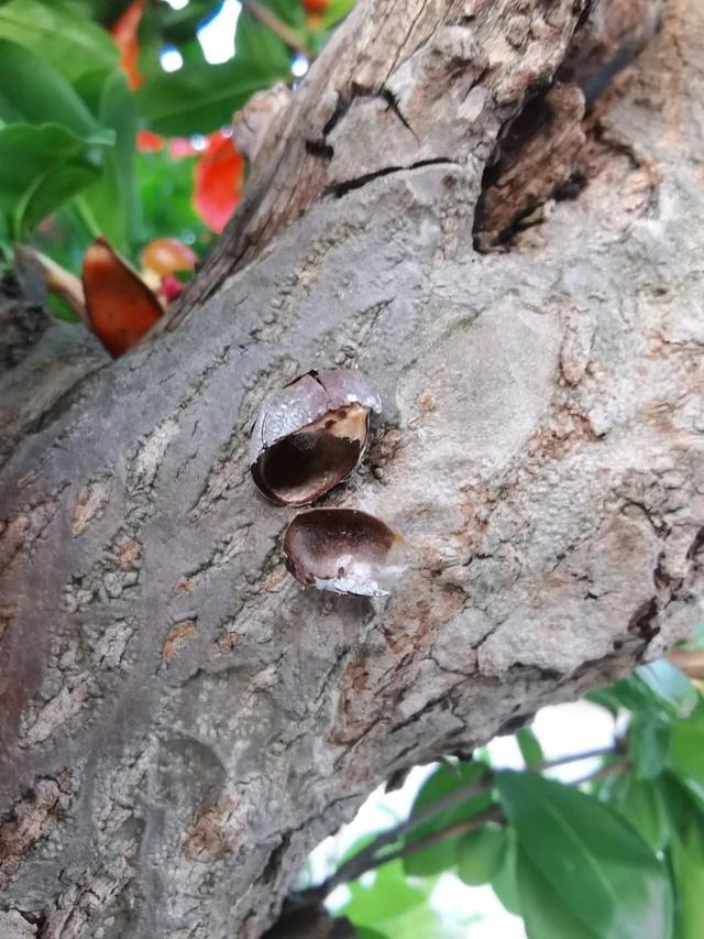 洋辣子终结者，上海青蜂Chrysis(Pentachrysis) shanghaiensis