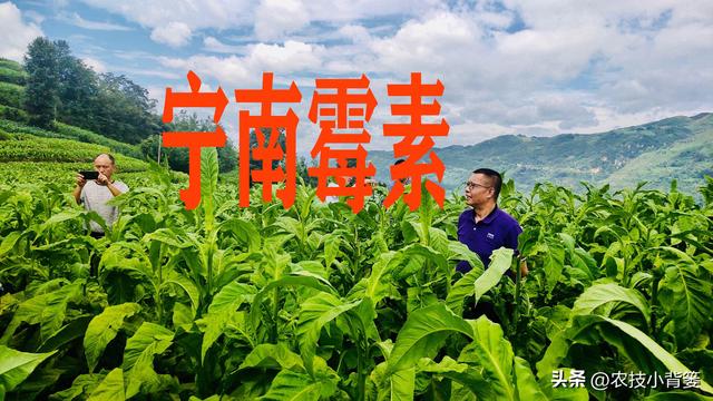 防治作物病毒病、细菌和真菌病害，这4种抗生素类生物农药就很好