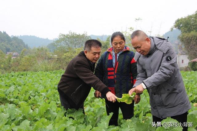 防治作物病毒病、细菌和真菌病害，这4种抗生素类生物农药就很好