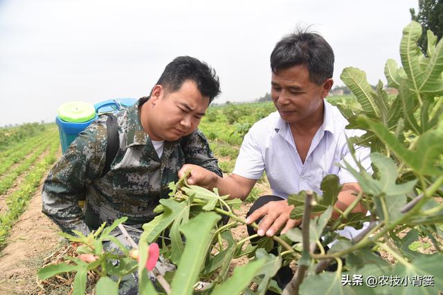 防治作物病毒病、细菌和真菌病害，这4种抗生素类生物农药就很好