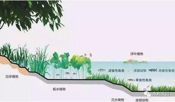 河湖治理：水生态修复工程有哪些措施