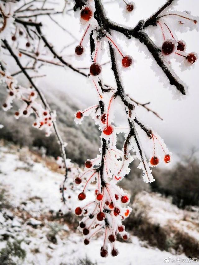 一组美图，共赏重庆雪景