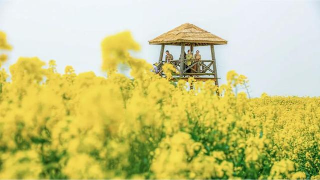 “烟花三月下扬州”十佳赏花地出炉，跟着榜单去打卡