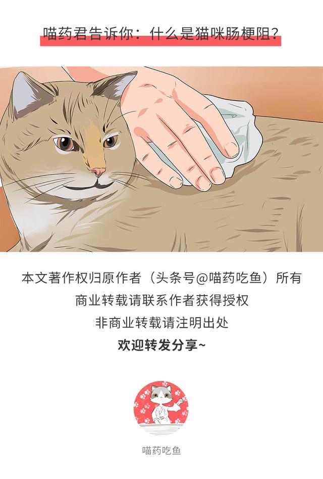 什么是猫咪肠梗症状肠胃梗症状的预防及治疗方法！