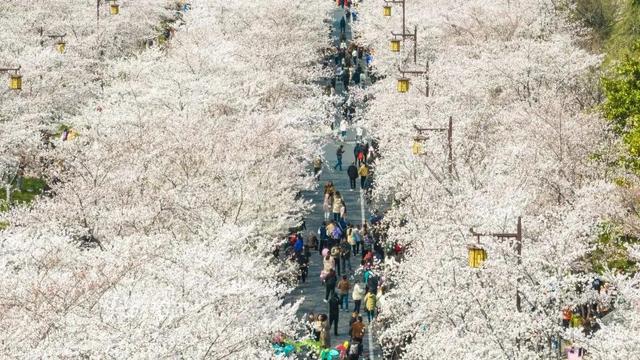 “烟花三月下扬州”十佳赏花地出炉，跟着榜单去打卡